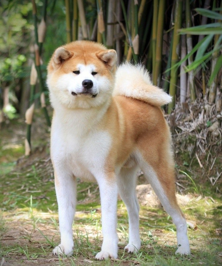 Hachiko là giống chó gì? Gallery 1