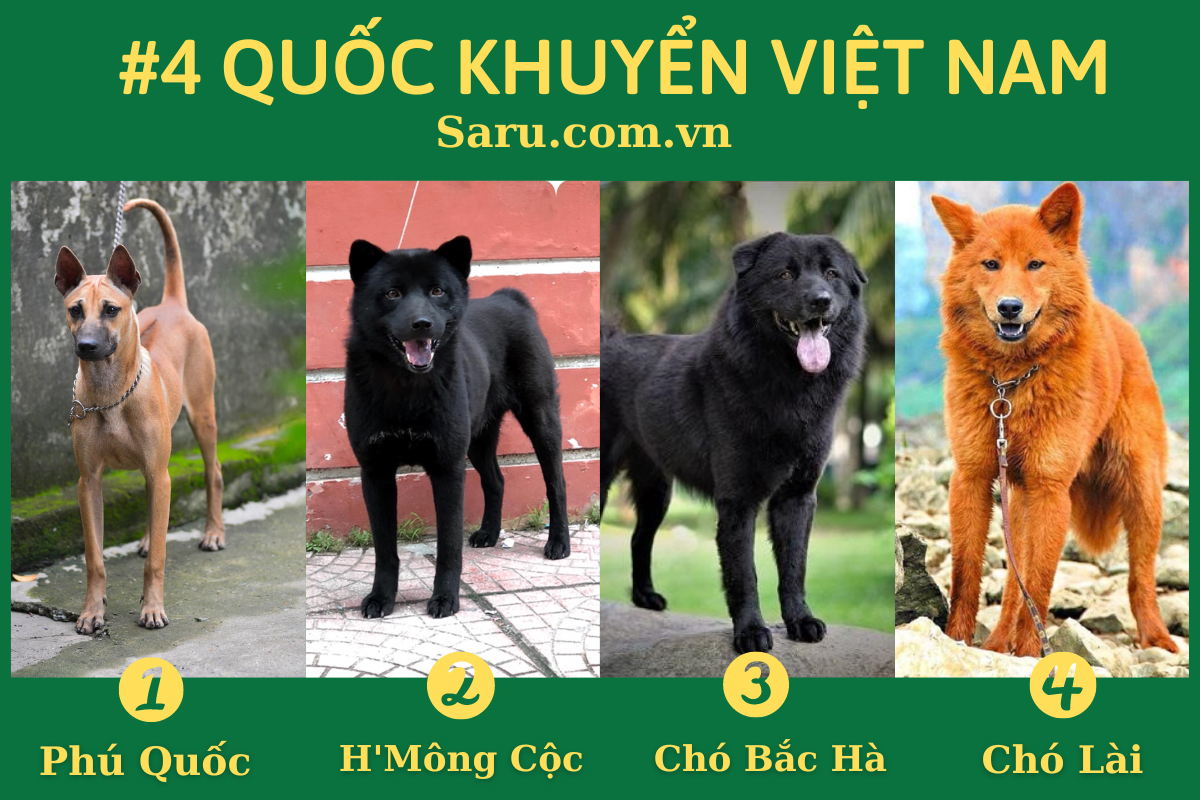 Tứ Đại Quốc Khuyển Việt Nam Gallery 2