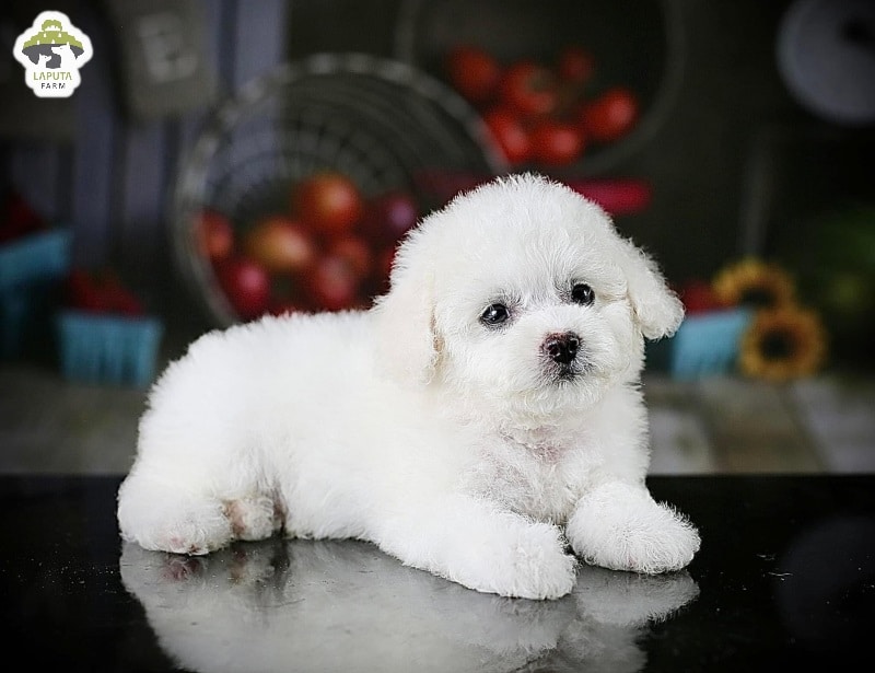 Giống Chó Bút Đồ: Nguồn Gốc, Đặc Điểm Và Cách Chăm Sóc