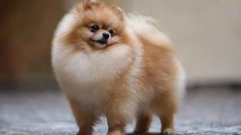 Giống Chó Chân Ngắn Lông Xù