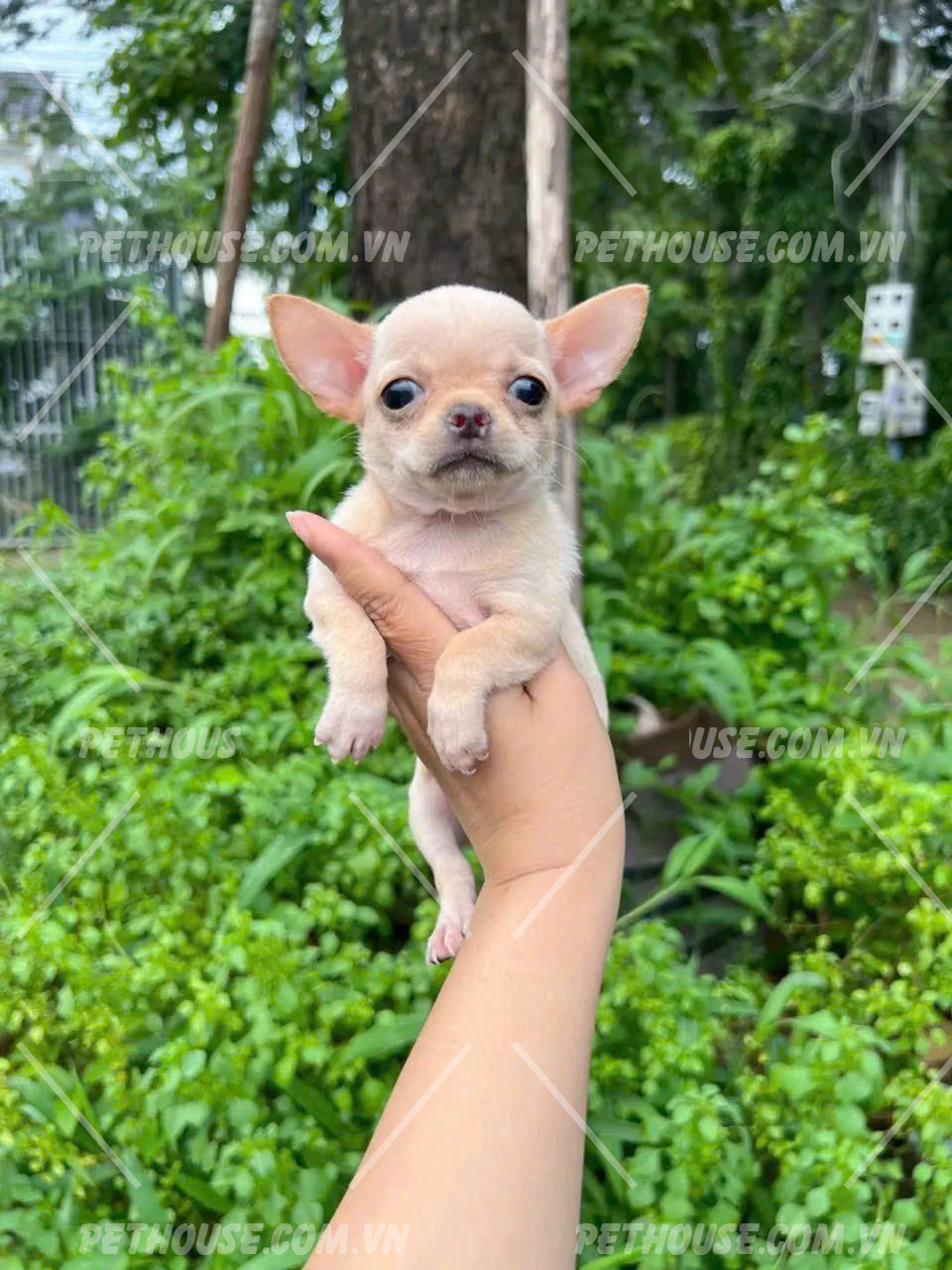 Chó cảnh nhỏ nhất thế giới là gì? Gallery 1