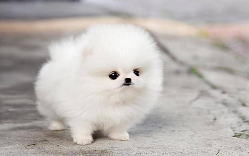 Giống Chó Lông Xù Nhỏ: Khám Phá Những Chú Chó Cưng Tuyệt Vời