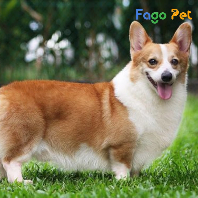 Giống Chó Lùn Việt Nam