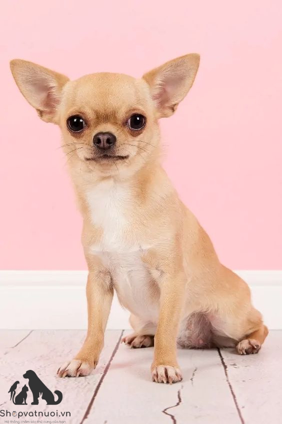 Giống Chó Mắt Lồi