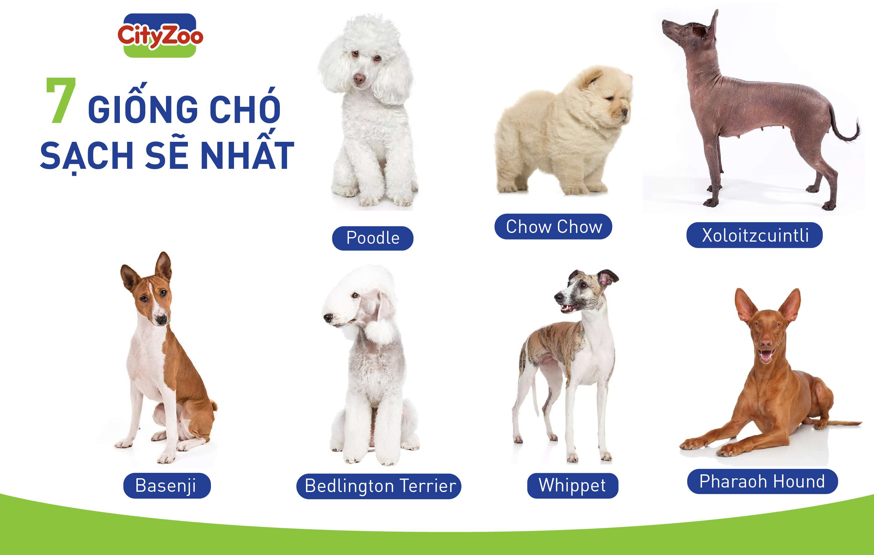 Giống Chó Sạch Nhất