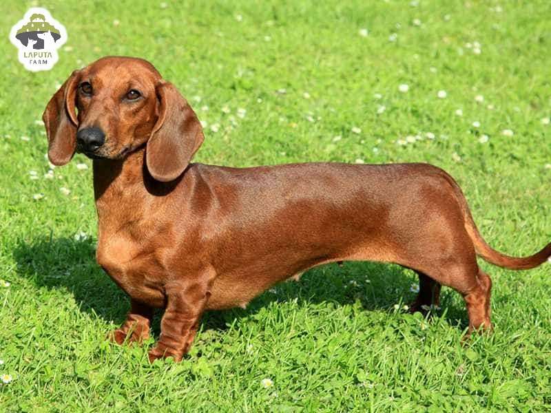 Giống Chó Xúc Xích: Đặc điểm, tính cách và cách chăm sóc