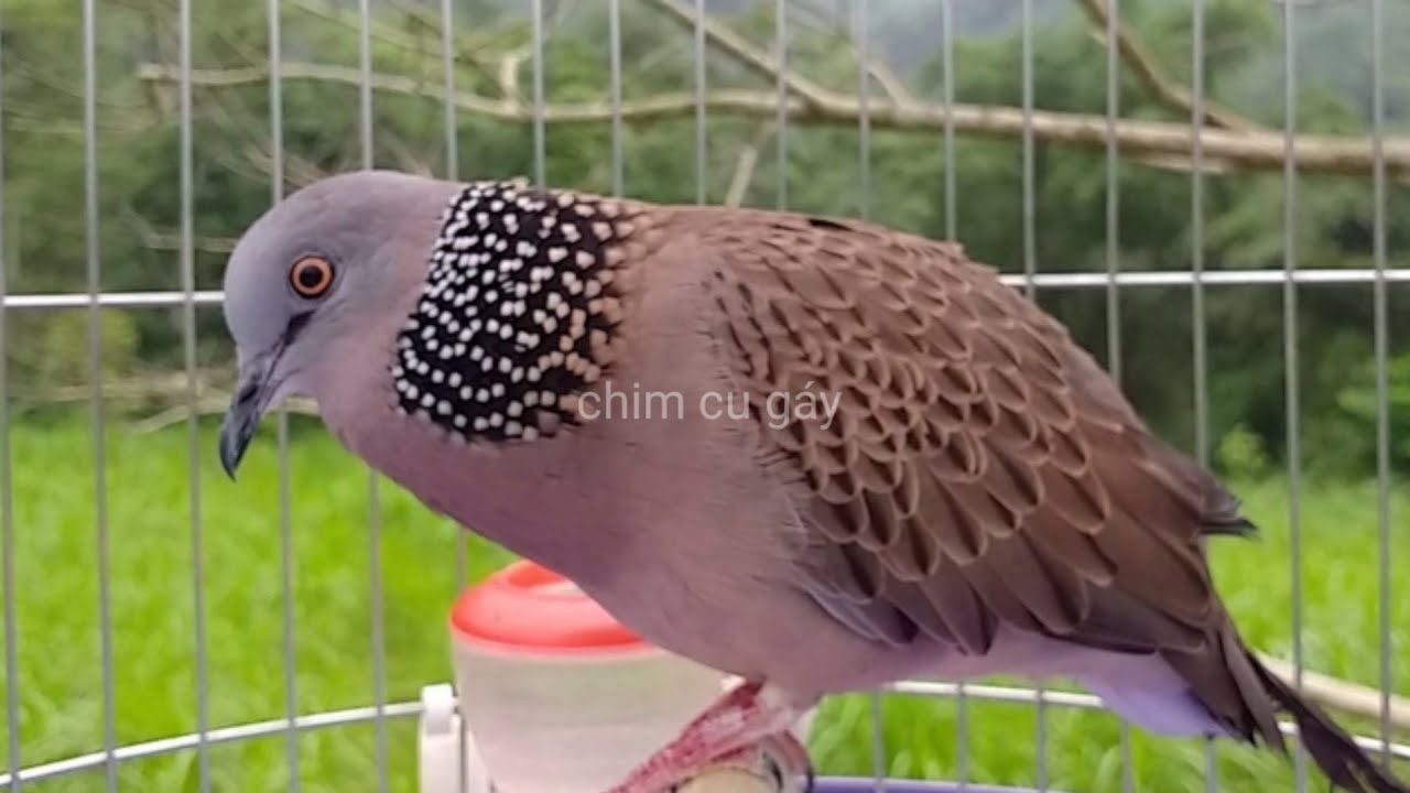 Giọng Cu Gáy Hay - Bí quyết để chim cu gáy nhà bạn hót hay như chuyên gia