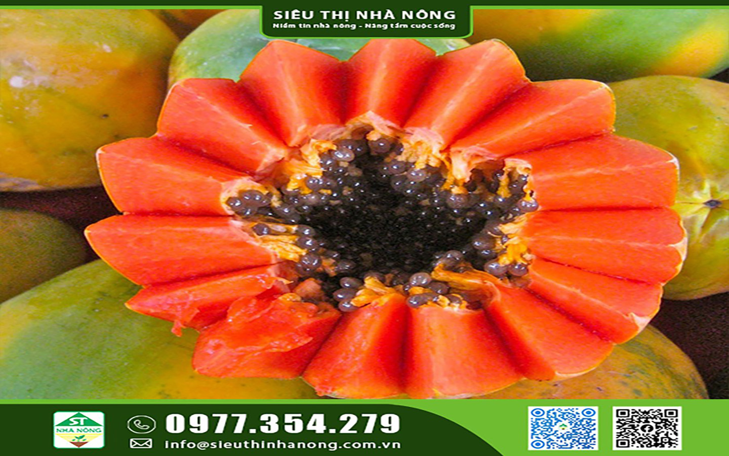 Giống Đu Đủ Ngon Nhất Hiện Nay