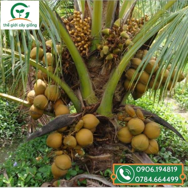 Giống Dừa Mã Lai: Đặc Điểm, Ưu Điểm Và Cách Trồng