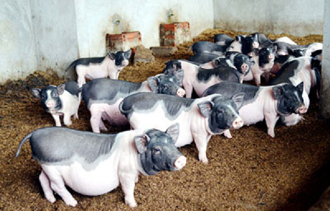 Giống Lợn Móng Cái