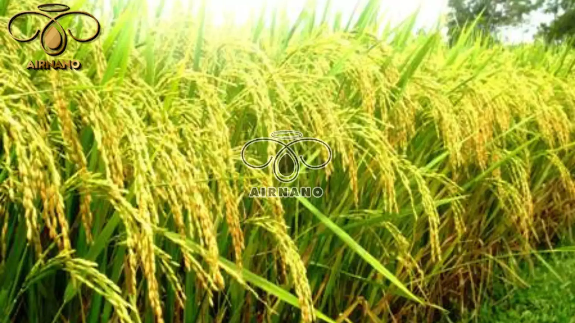 Giống Lúa Dẻo, Thơm: Top Giống Lúa Được Ưa Chuộng Nhất Hiện Nay