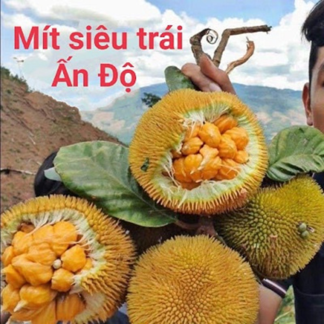 Giống Mít Ấn Độ: Đặc điểm, năng suất và cách trồng hiệu quả