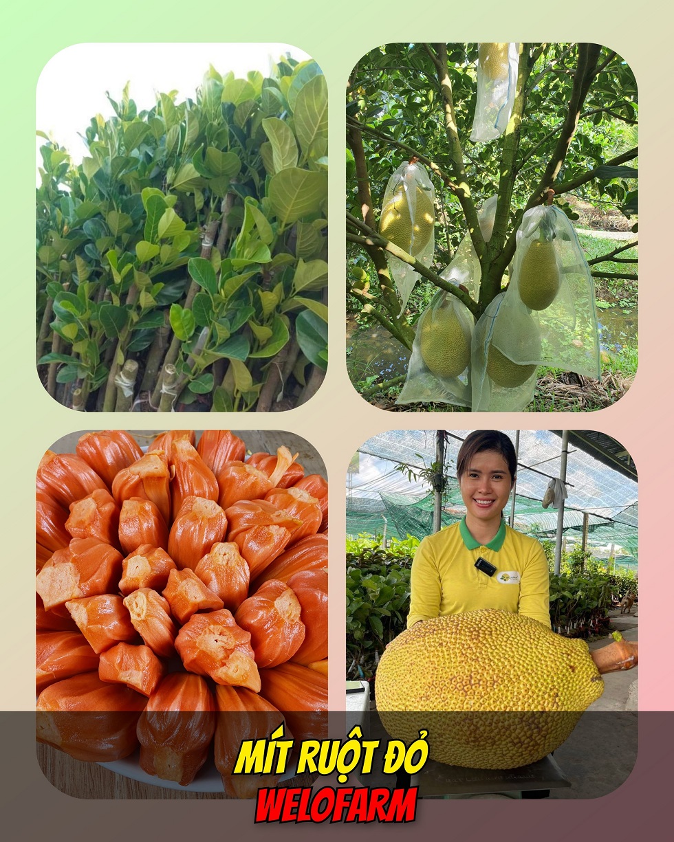 Giống Mít Ruột Đỏ: Đặc điểm, kỹ thuật trồng và giá trị kinh tế