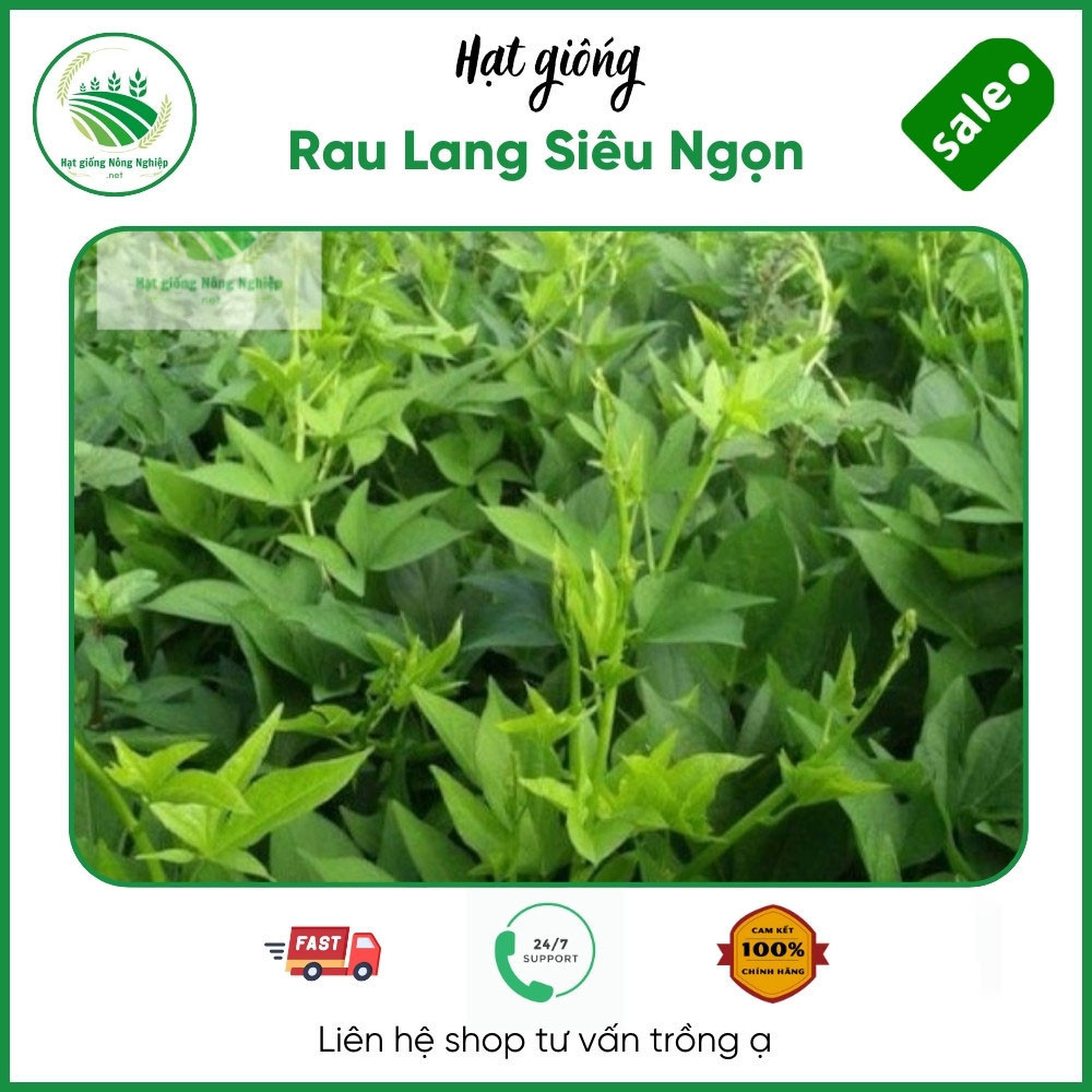 Giống Rau Lang Siêu Ngọn