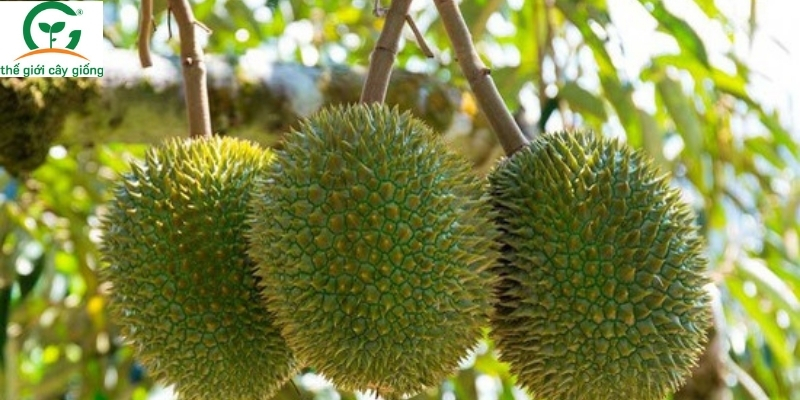Giống Sầu Riêng Chịu Lạnh