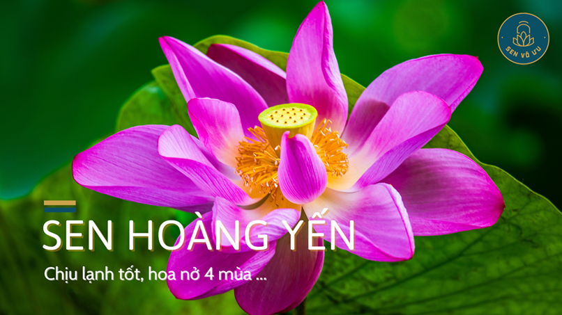 Giống Sen Nở Quanh Năm
