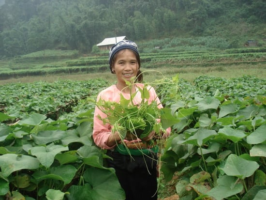 Giống Su Su Lấy Ngọn: Chọn Giống Nào Cho Năng Suất Cao?