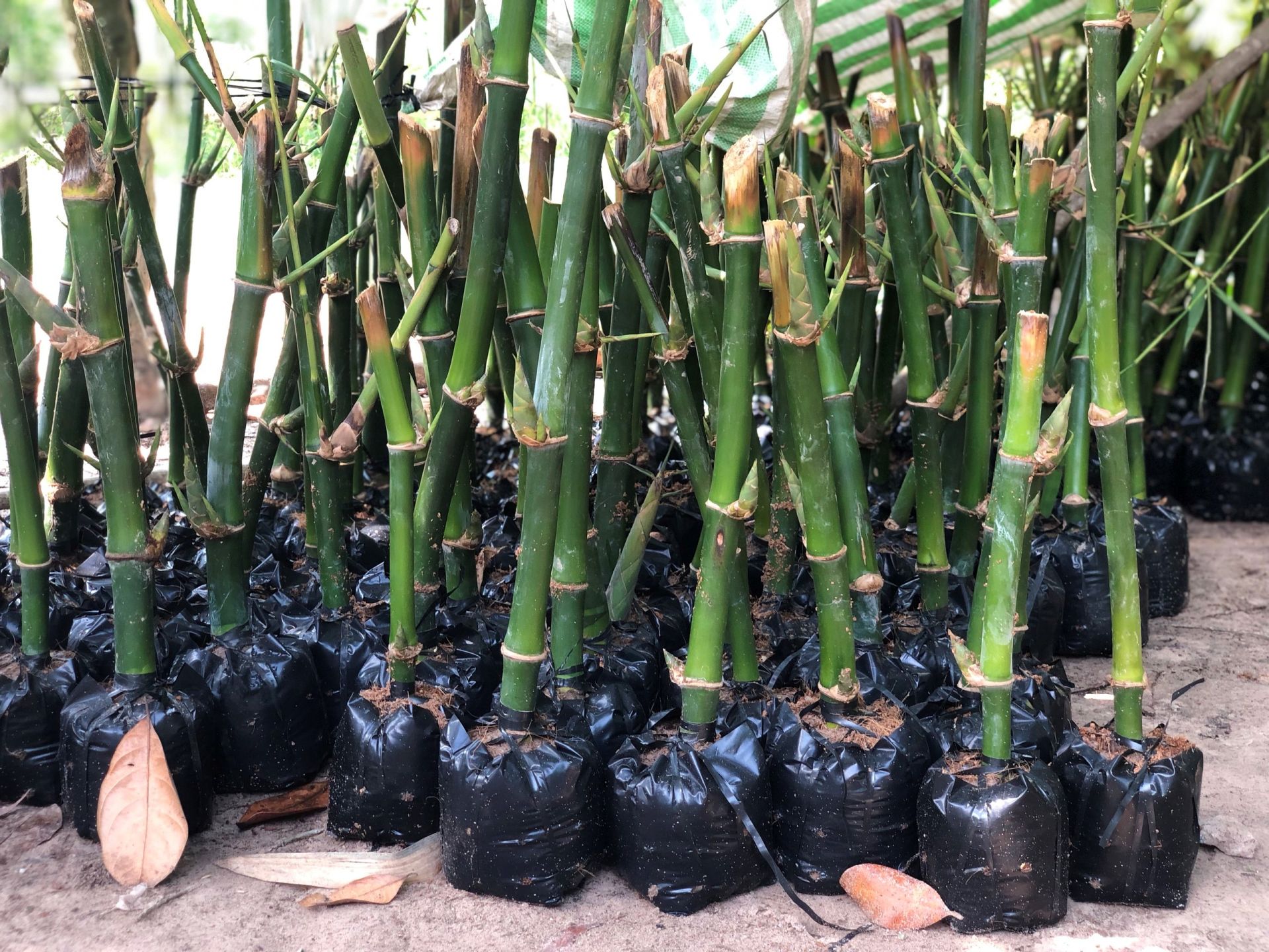 Giống Tre Lấy Thân: Lựa Chọn Tuyệt Vời Cho Nhu Cầu Sử Dụng
