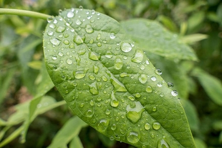 Giọt Mưa Trên Lá