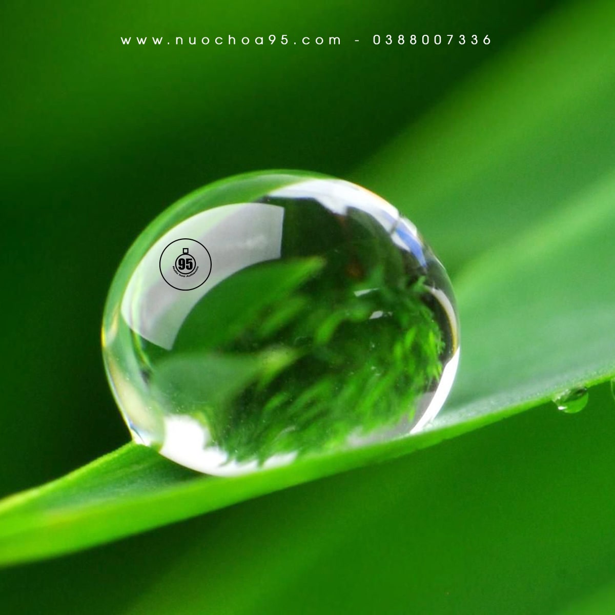 Giọt Sương Là Gì?