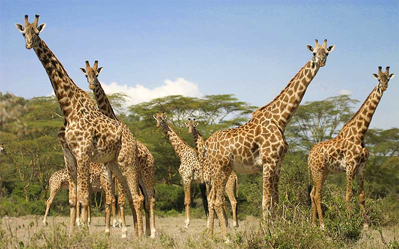 Giraffe in English Gallery 2