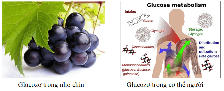 Glucozo có ở đâu?