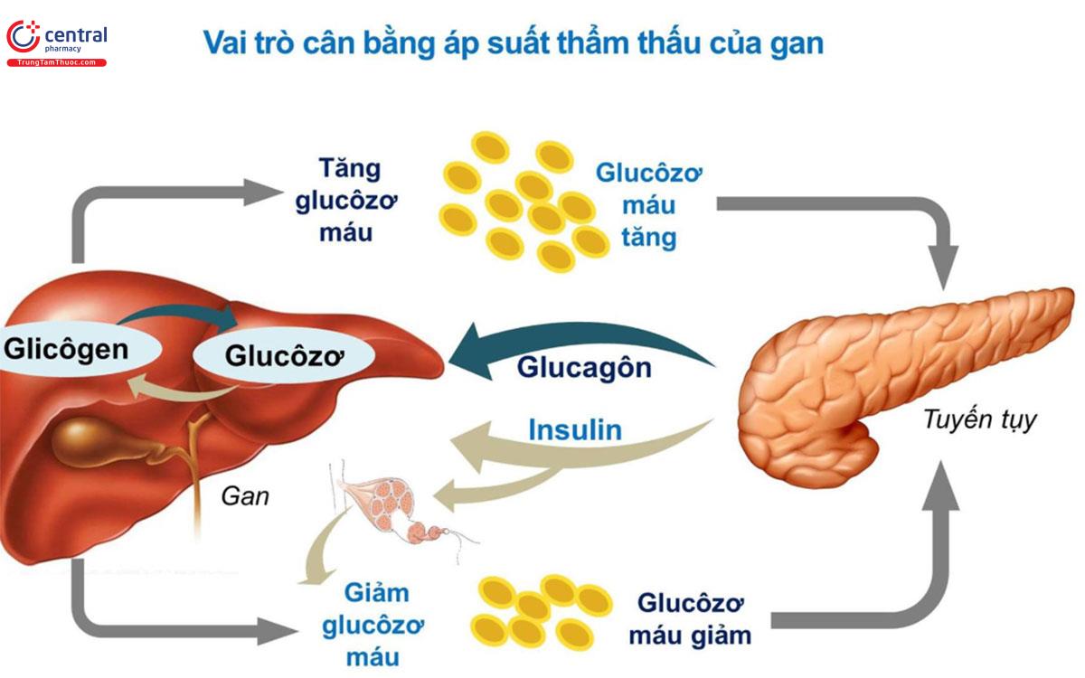 Tinh bột động vật Gallery 1