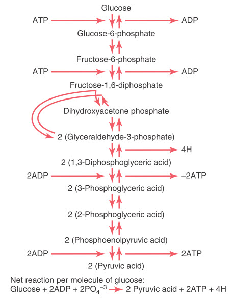 Các Con Đường Chuyển Hóa Glucose Gallery 1
