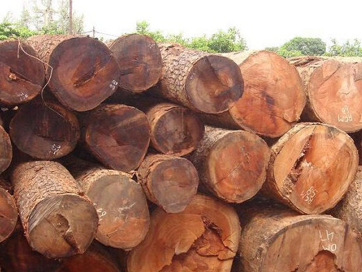 Gỗ: Nguồn Vật Liệu Thiêng Liêng và Ứng Dụng Đa Dạng