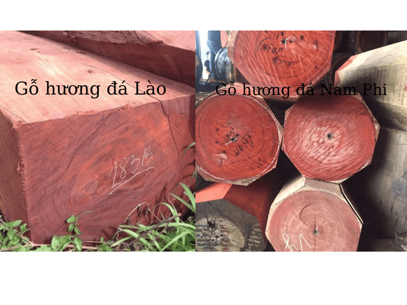 Gỗ Hương Đá Có Mấy Loại?