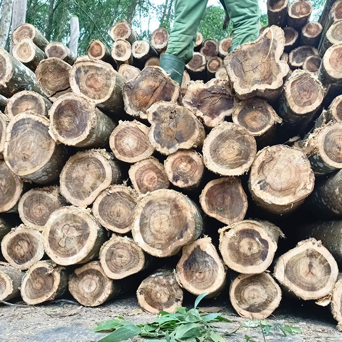 Gỗ Keo Thuộc Nhóm Mấy?