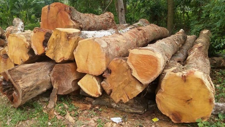 Gỗ mít có tốt không?