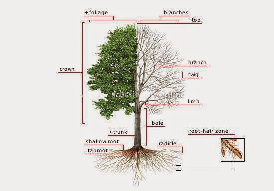 Gốc cây là gì?