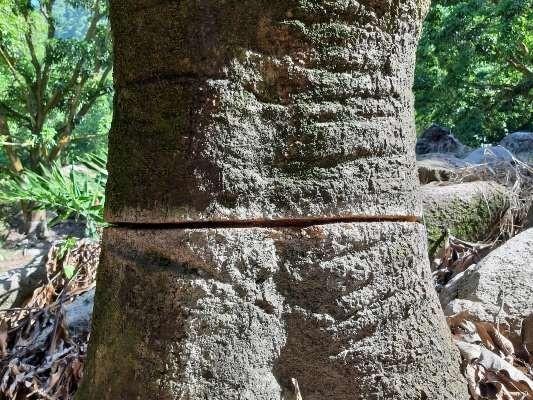Gốc Cây Xoài Như Thế Nào?