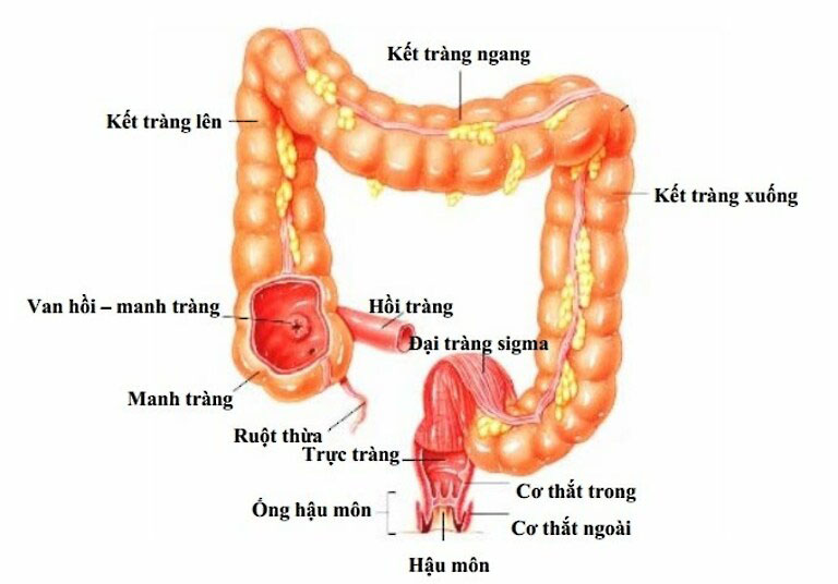 Góc Hồi Manh Tràng là gì?