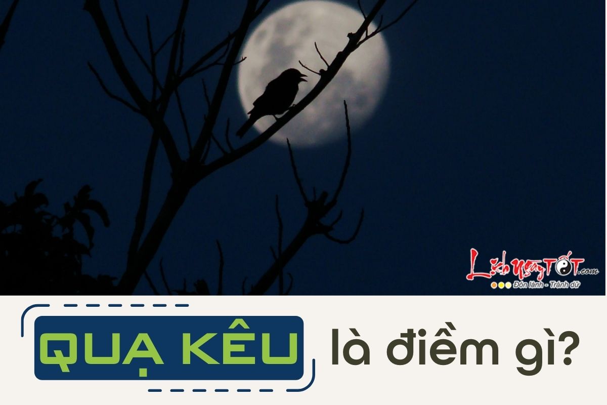 Gặp Quạ Đen Là Điềm Gì? Gallery 2