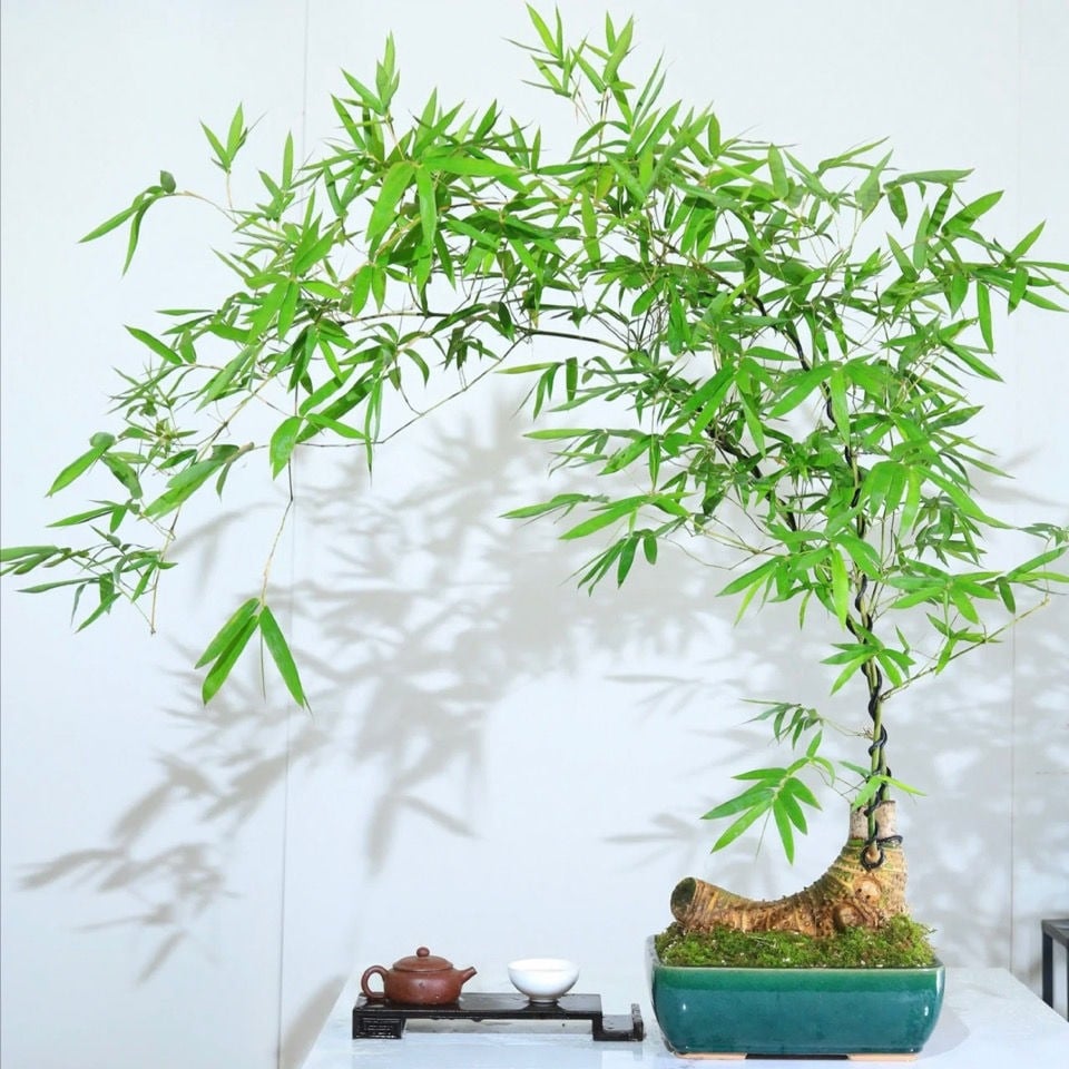 Gốc Tre Làm Cảnh: Tạo Điểm Nhấn Thiền Tĩnh Cho Không Gian Sống