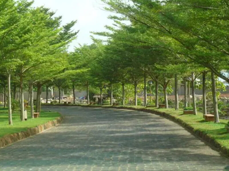Cây Bóng Mát Đẹp: Tổng hợp những loài cây tạo bóng mát lý tưởng Gallery 2