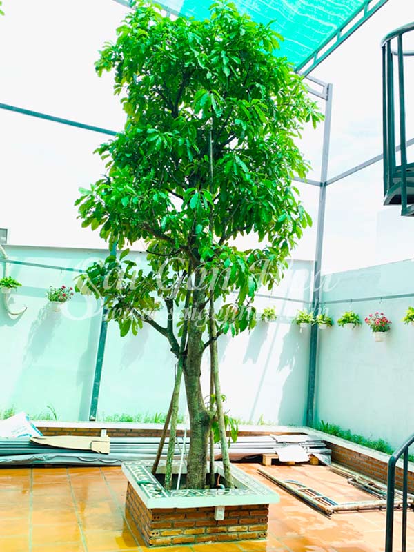 Cây Thân Gỗ Trồng Trên Sân Thượng: Lựa Chọn Hoàn Hảo Cho Không Gian Xanh Của Bạn Gallery 2