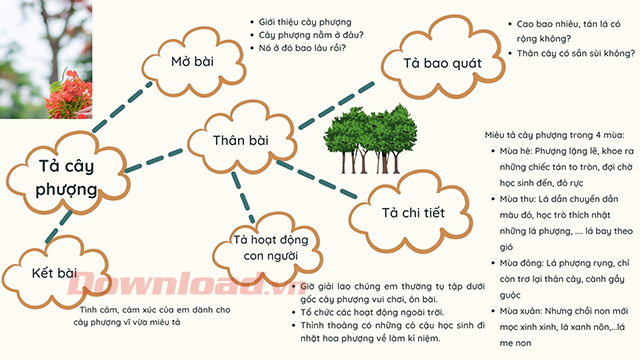 Tả cây phượng lớp 4
