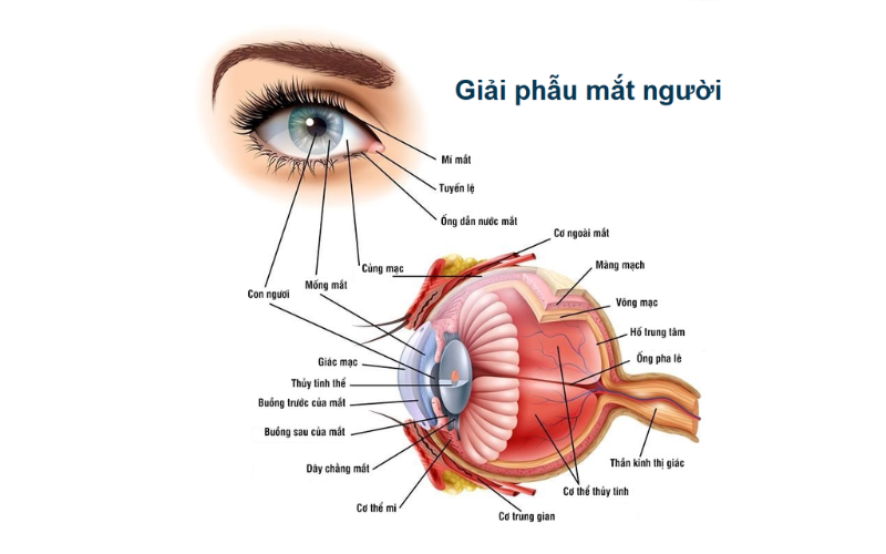 Gợn sóng là gì?