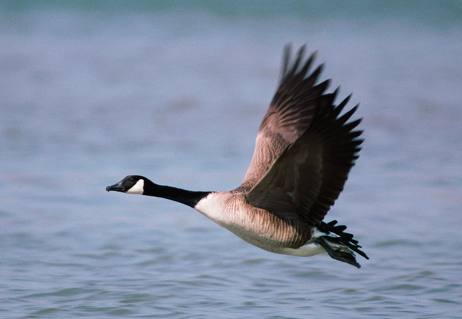 Geese: Everything You Need to Know Gallery 2