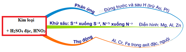 H2SO4 đặc nguội không tác dụng với kim loại nào?