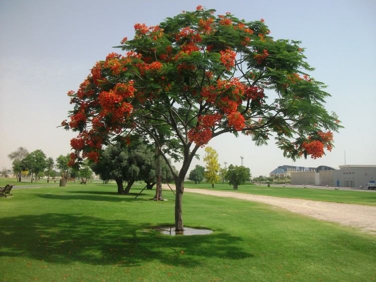 Flamboyant Tree: A Guide to Delonix Regia Gallery 2