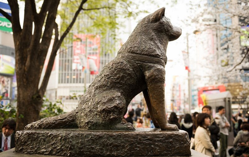 Hachiko: Chú Chó Trung Thành Huyền Thoại Gallery 2