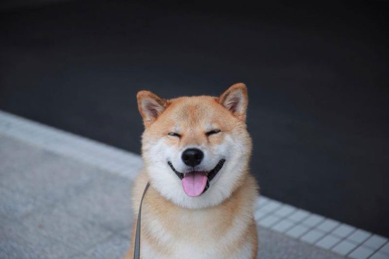 Hachiko là giống chó gì?