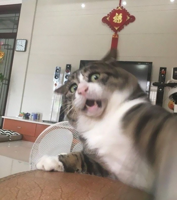Hài Mèo Siêu Ngộ Nghĩnh