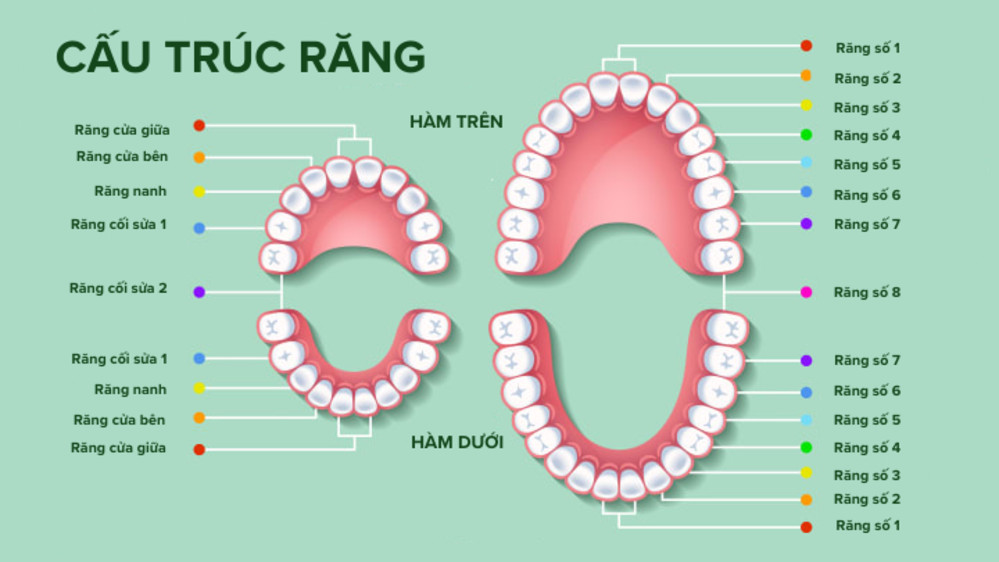 Hàm răng người có bao nhiêu cái?