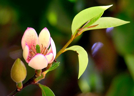 Hàm Tiếu Là Gì?