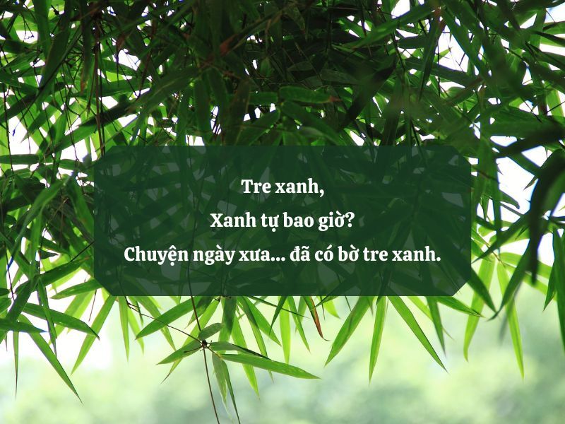 Hàng cây sao vẫn mãi đứng đó trước gió Gallery 2